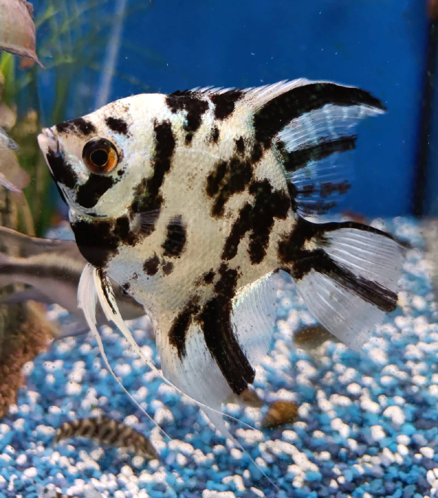 Aquarium Fisch