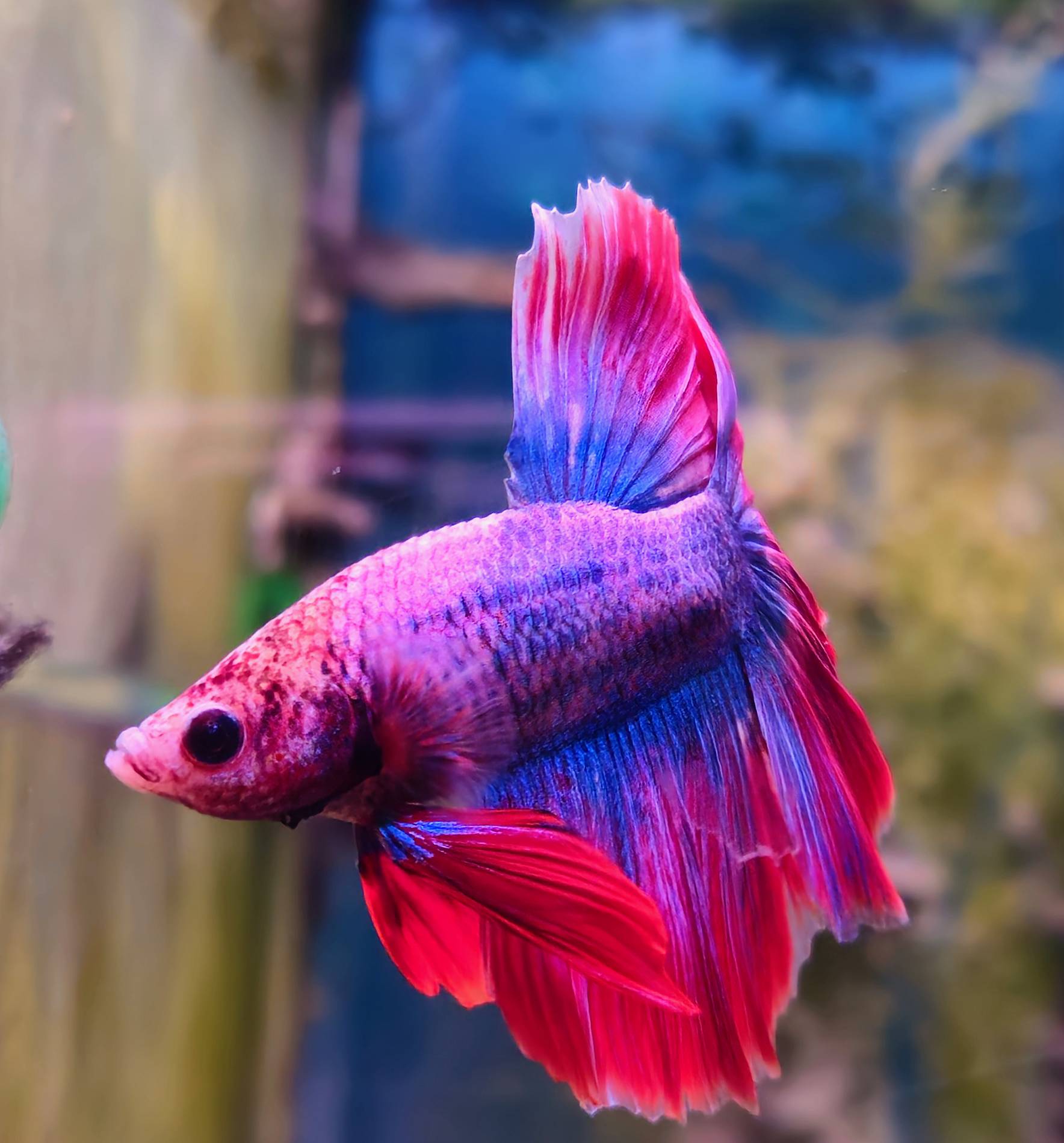 Aquarium Fische