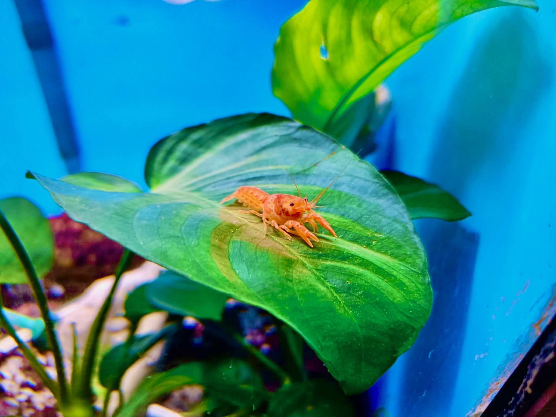 Aquarium von Innen