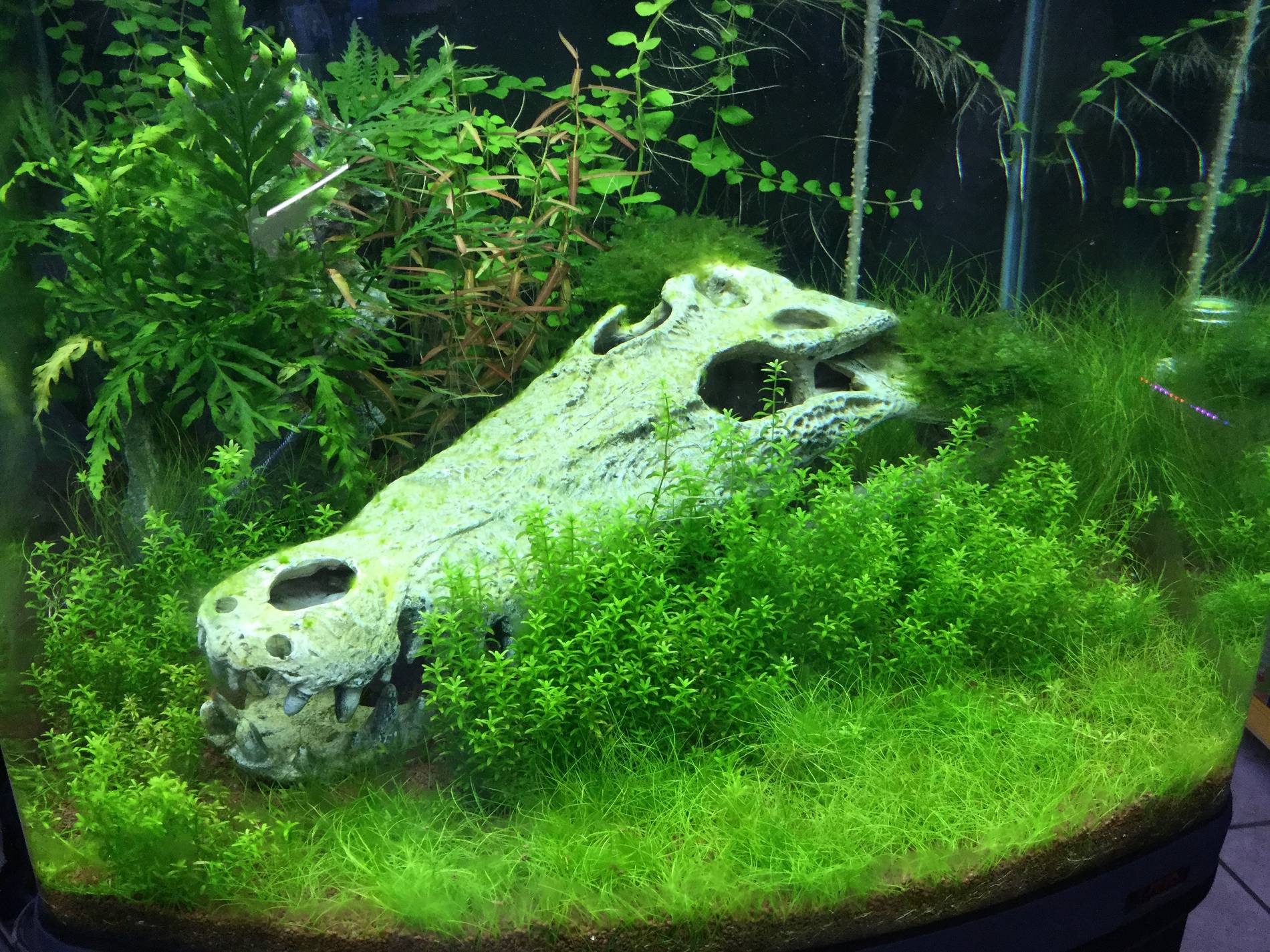 Aquarium Deko