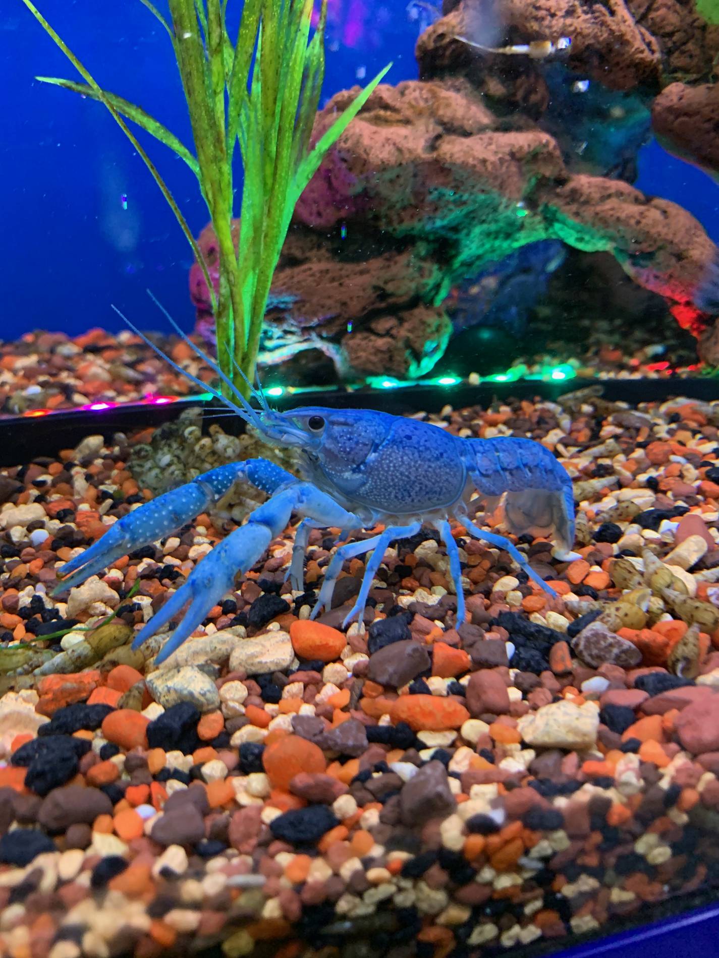 Aquarium von Innen