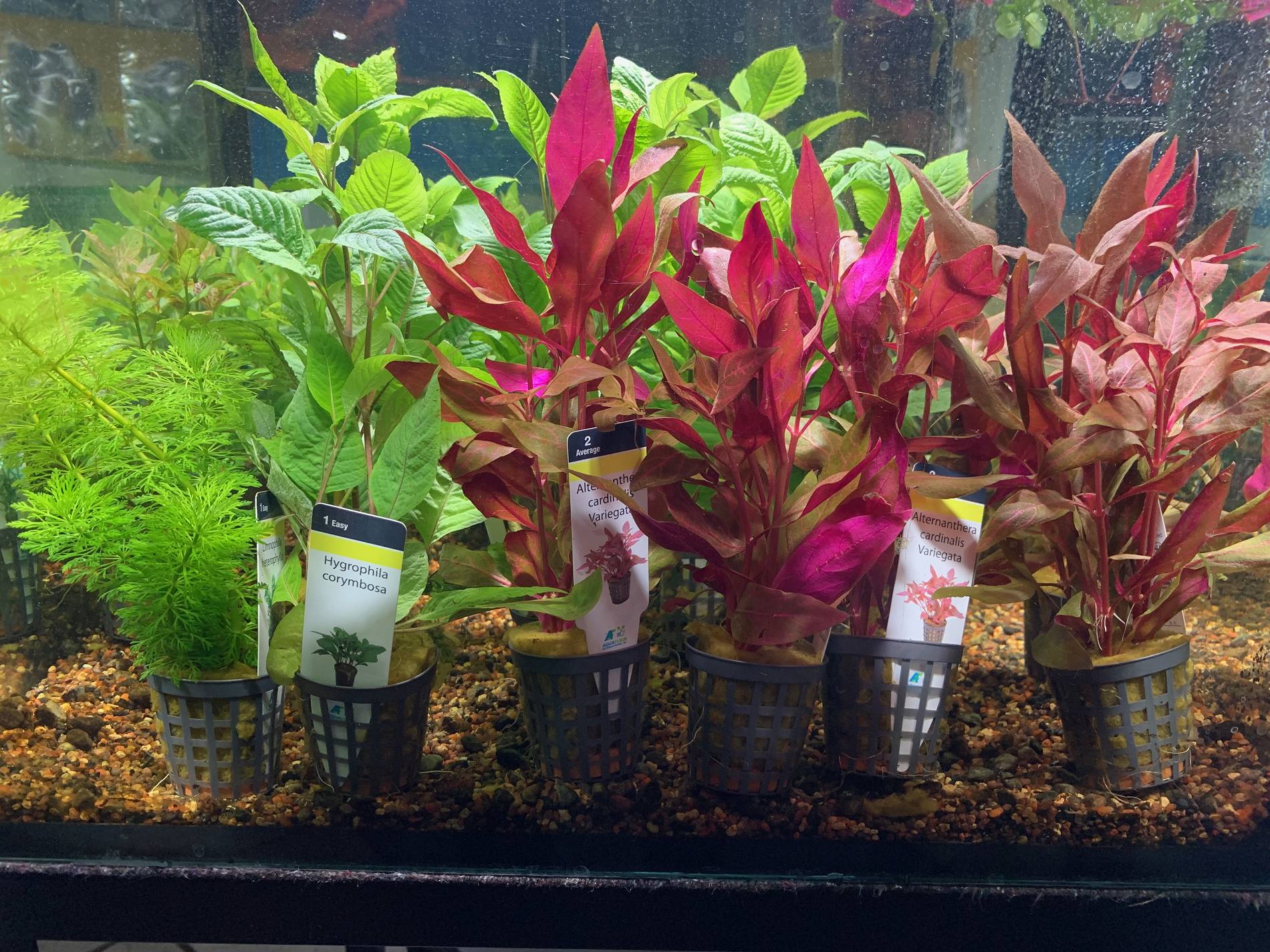 Aquarium Pflanzen