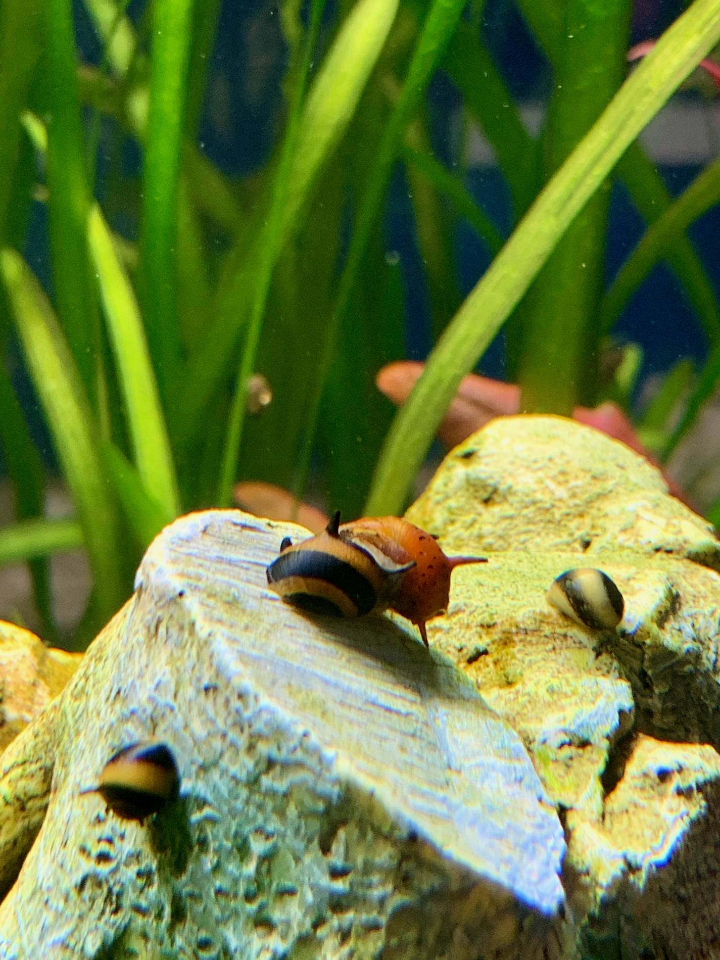 Aquarium von Innen