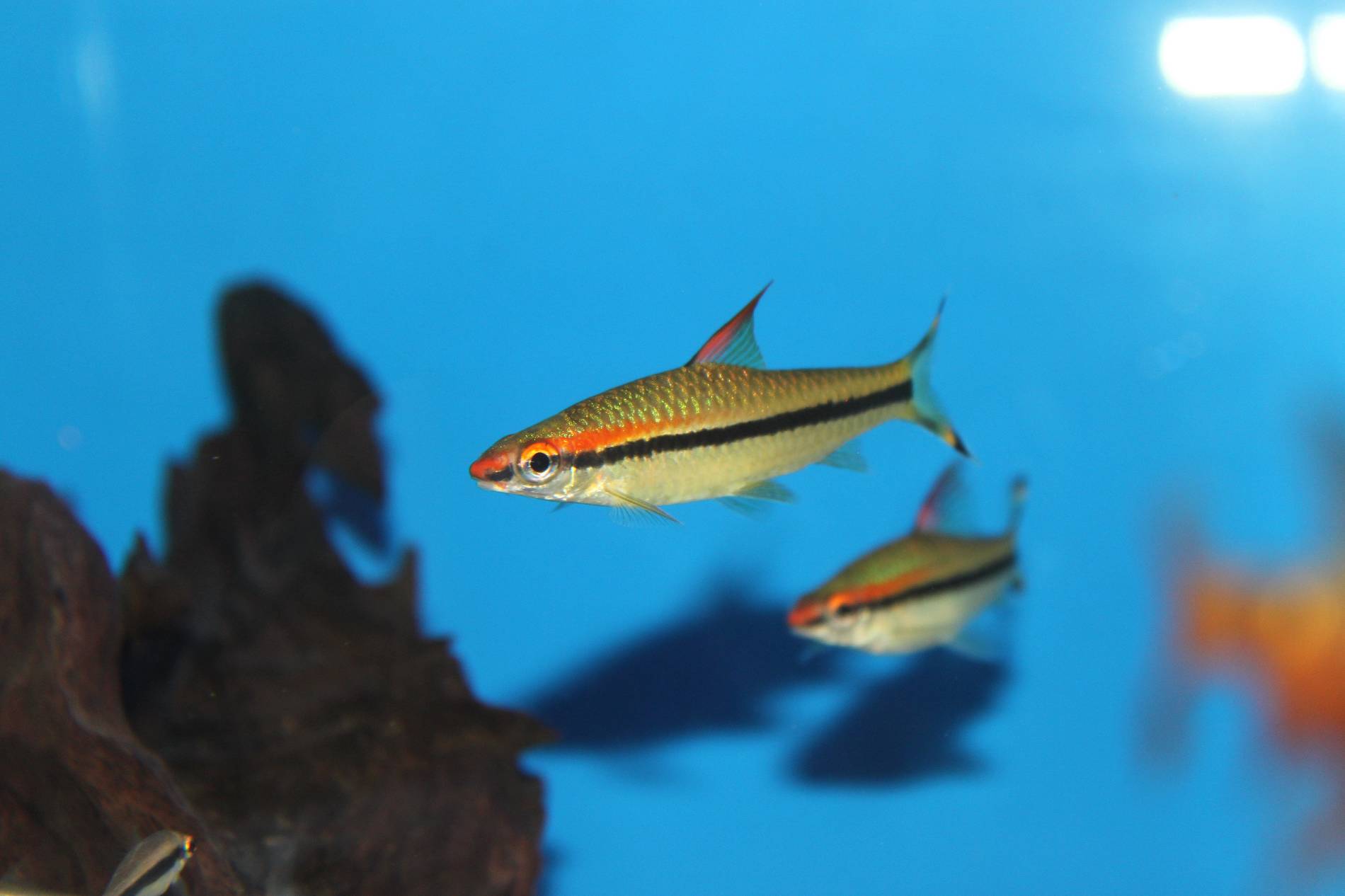 Aquarium Fische
