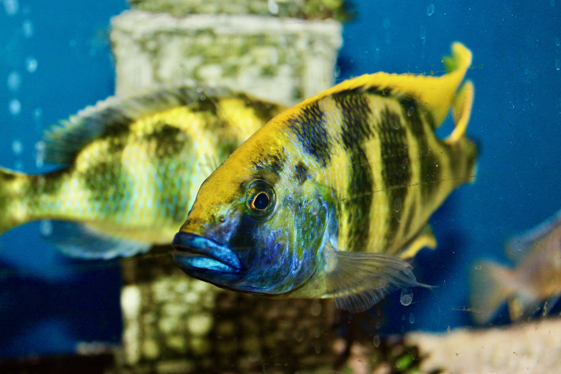 Aquarium Fische