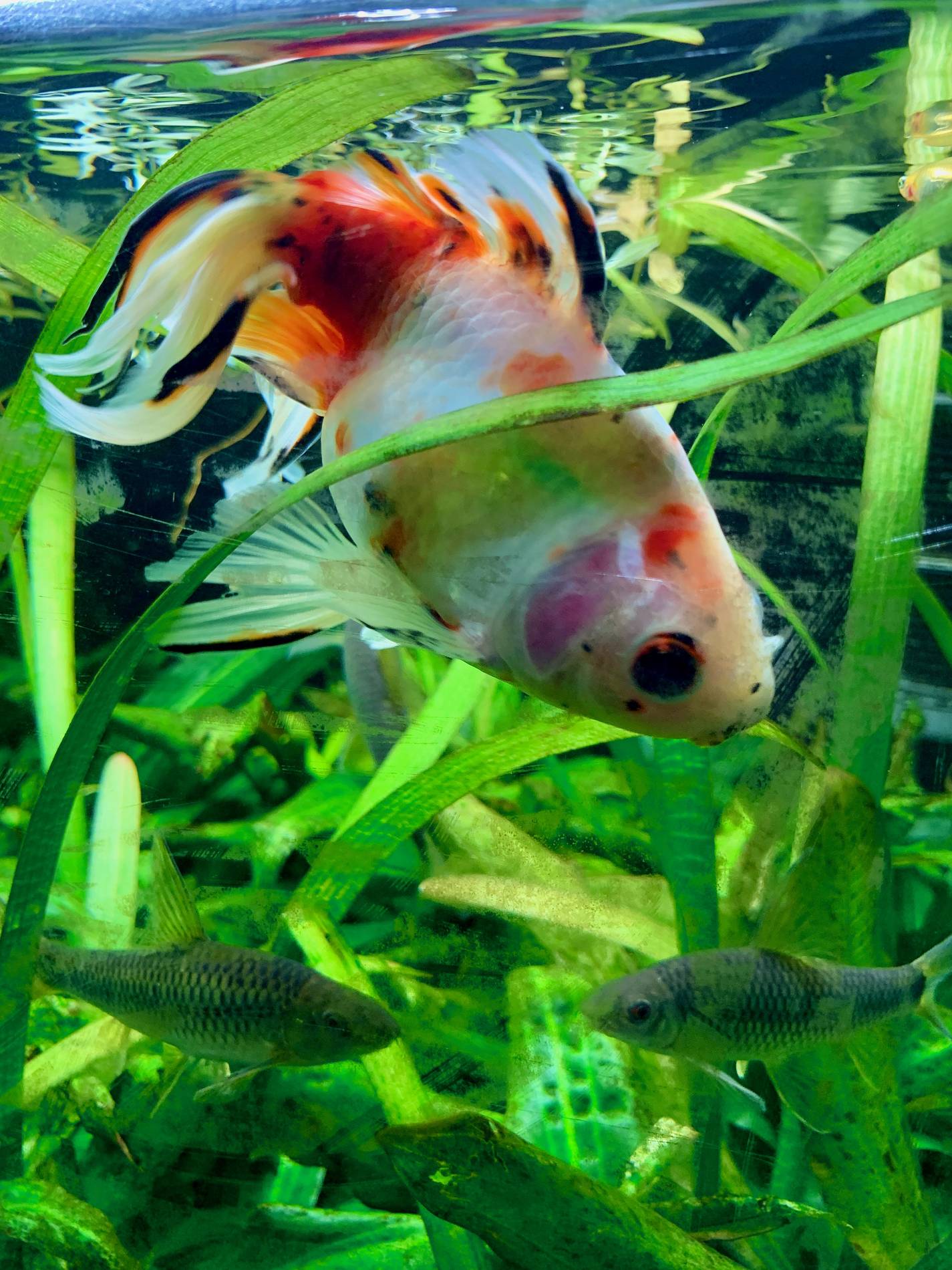 Aquarium Fisch
