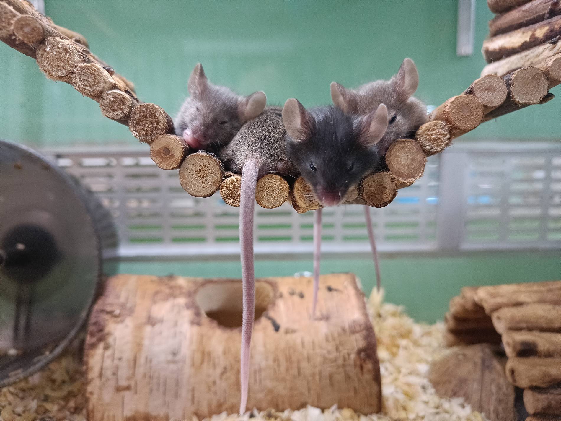 Ratten