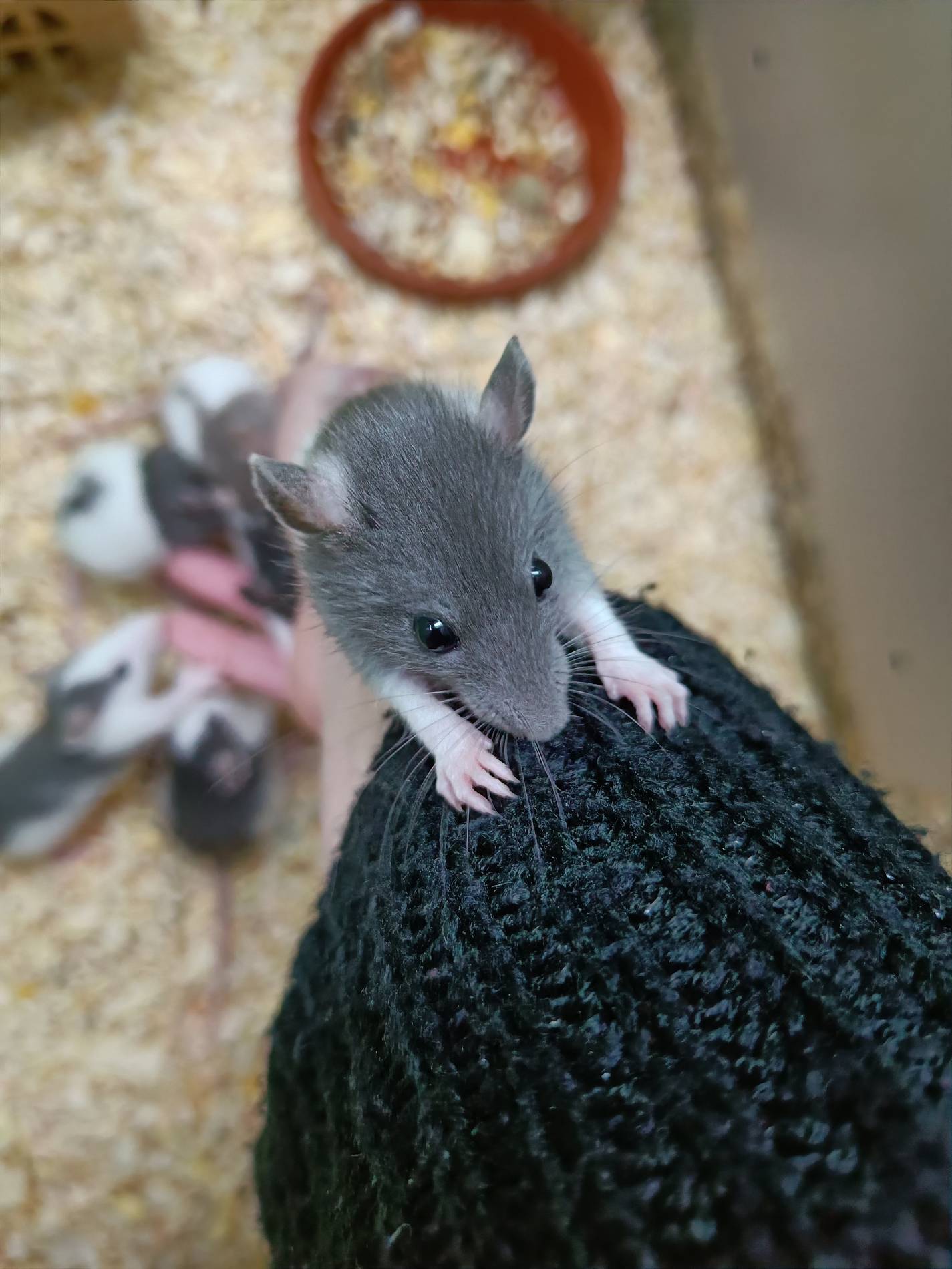 Maus