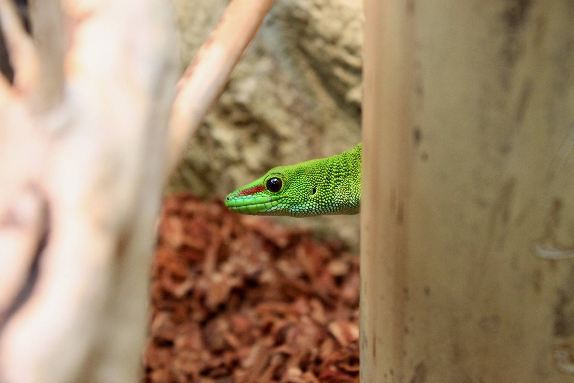 Terraristik