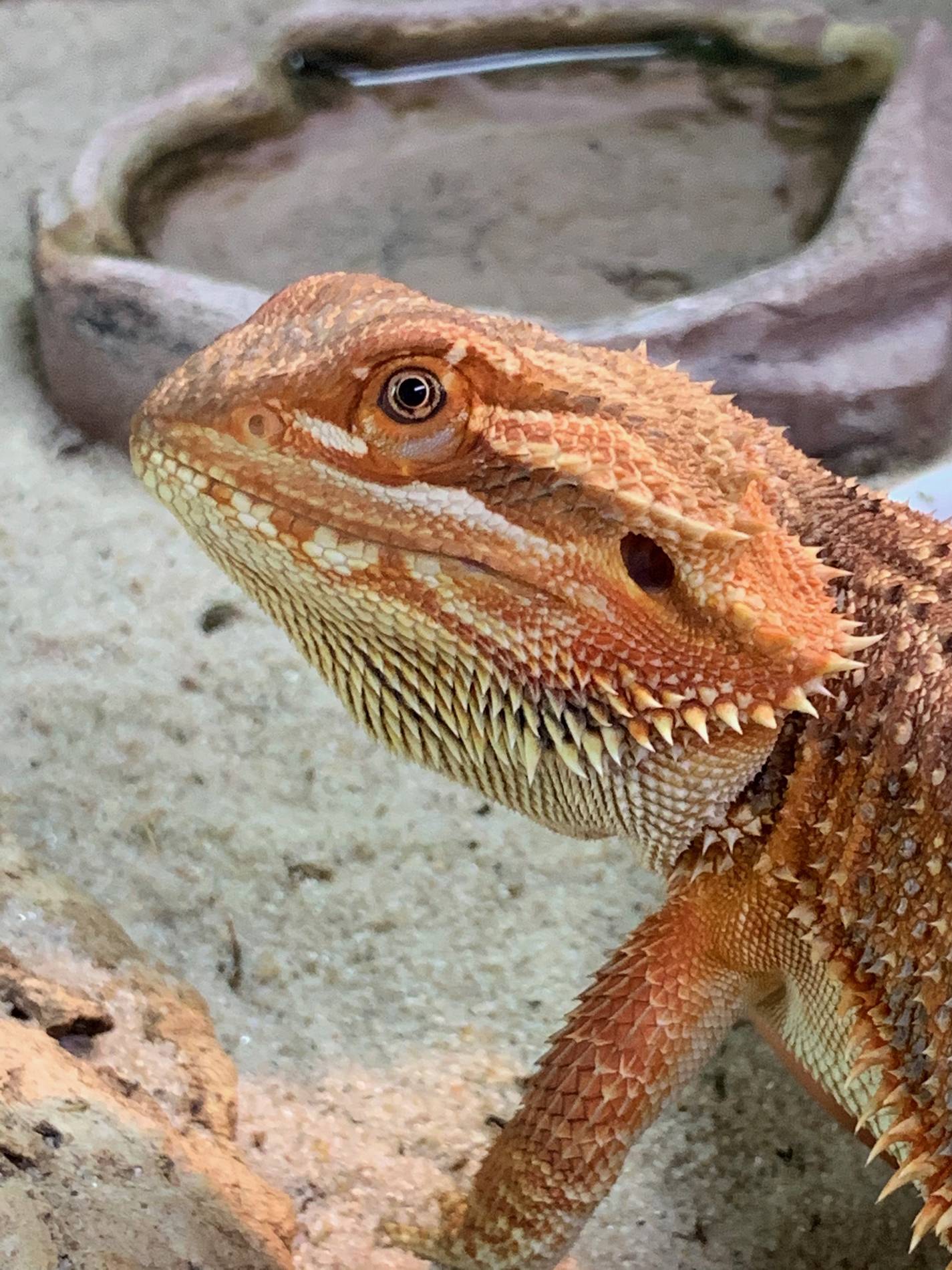 Chameleon