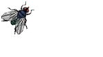 Fliege
