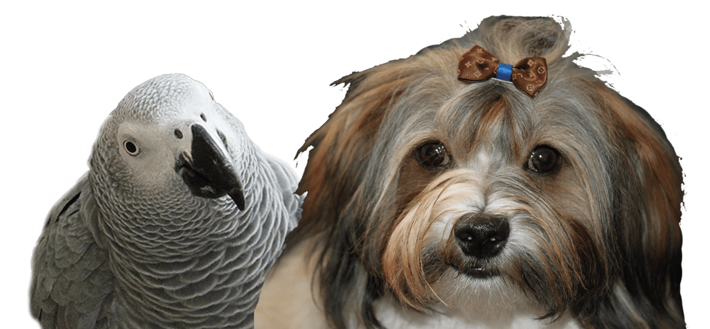 Papagai und Hund