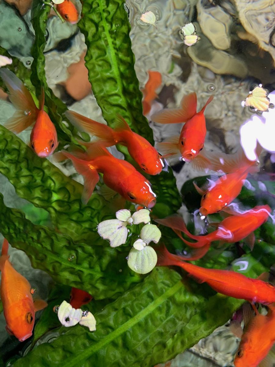 rote Fische