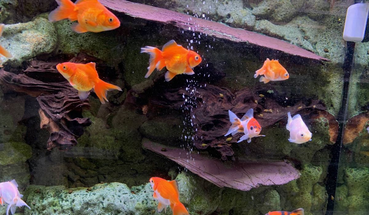 Fische im Wasser