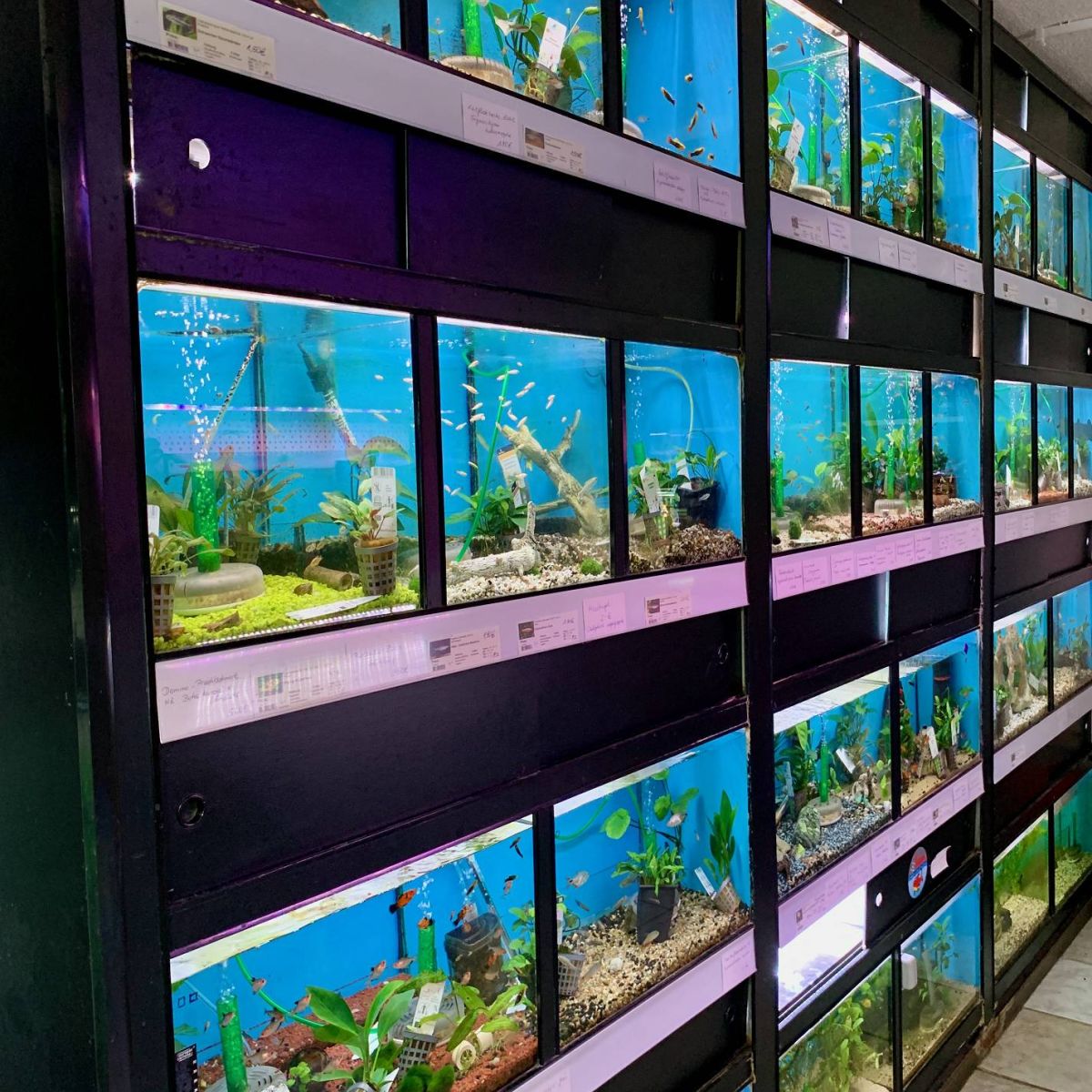 Aquarienanlage in der Zoohandlung Hübner