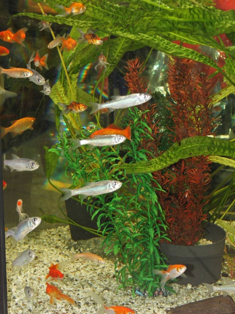 Fische