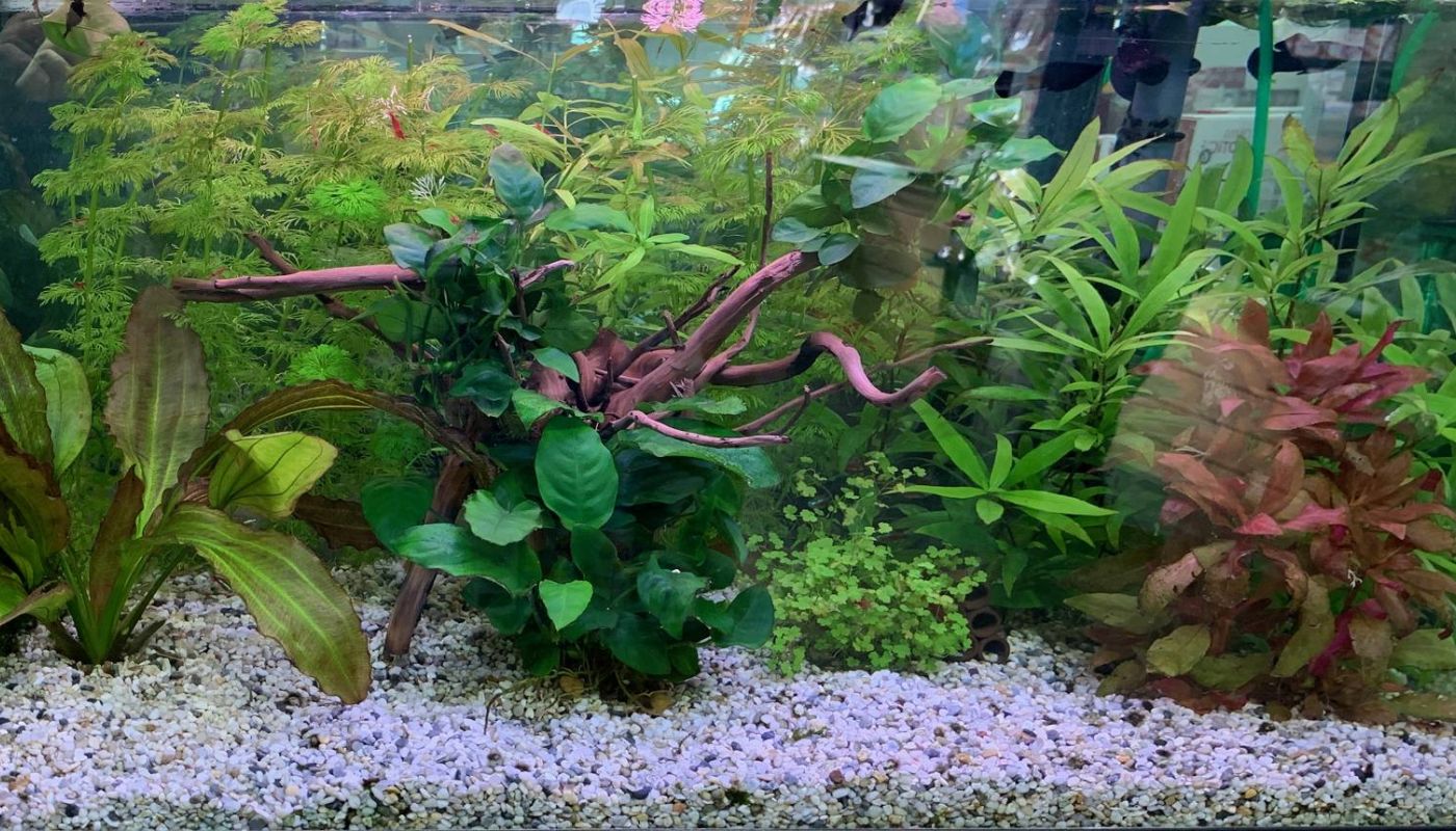 Aquarium