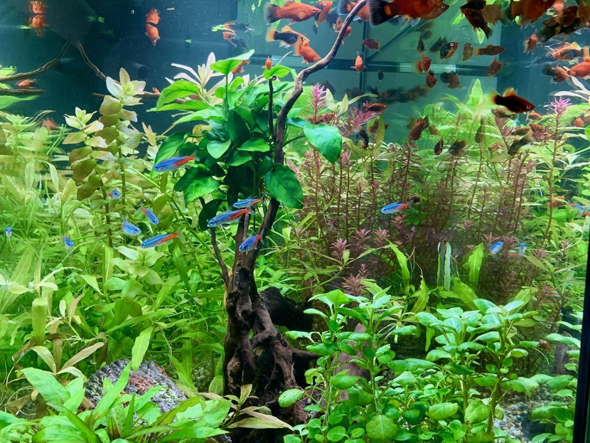 Teich mit Fischen