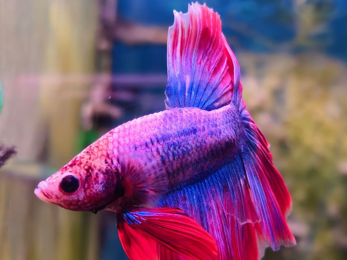 Pinker Fisch im Aquarium