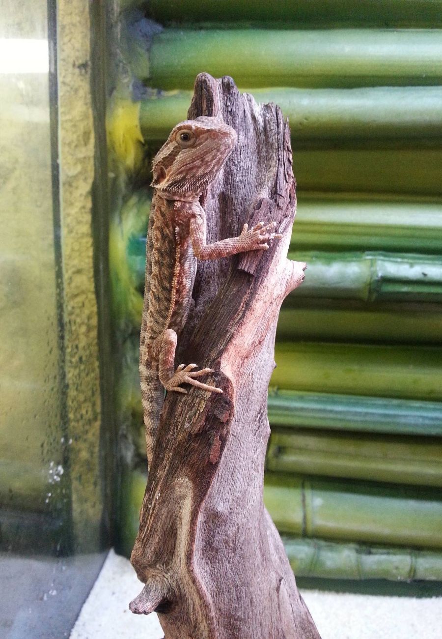 Chameleon