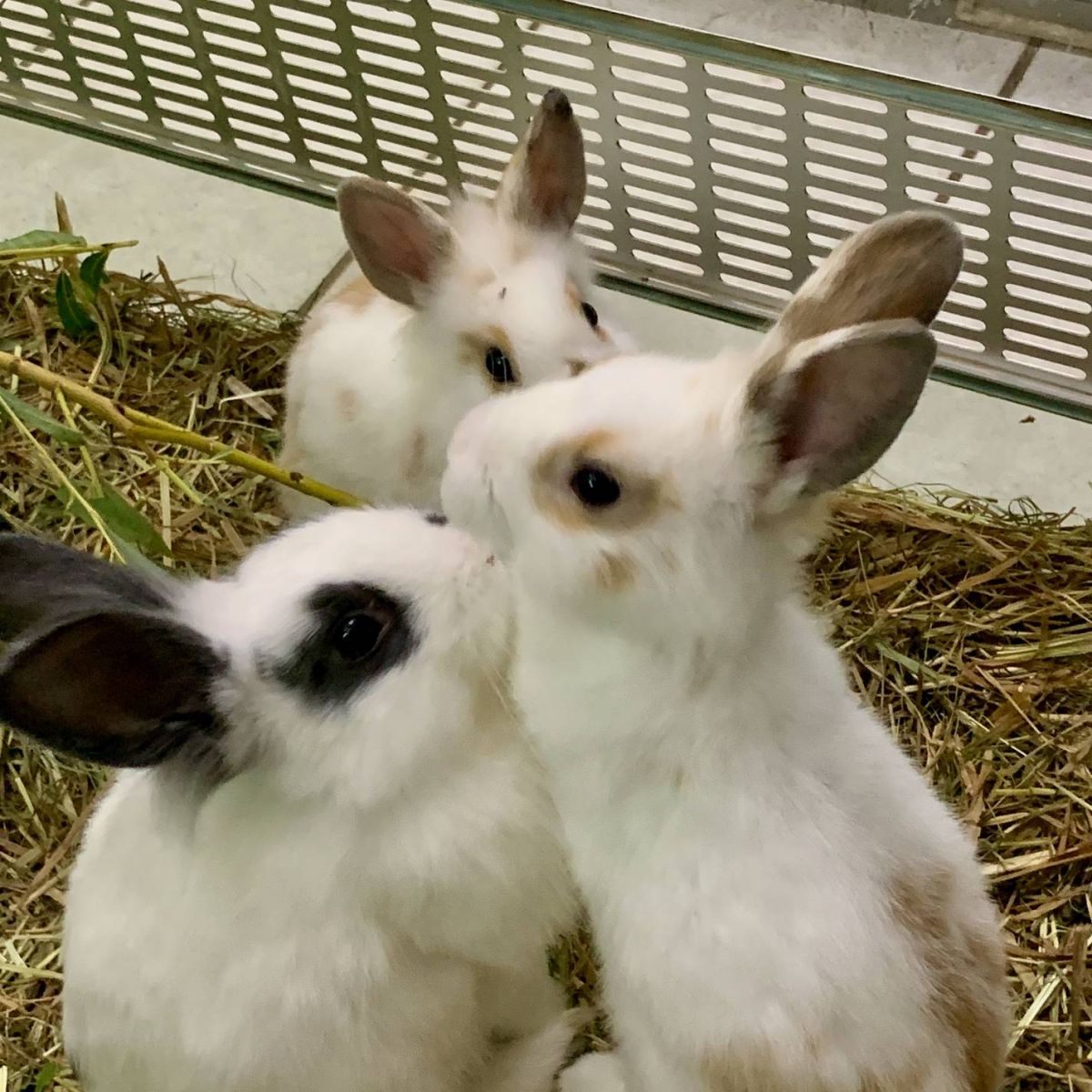 Kaninchen