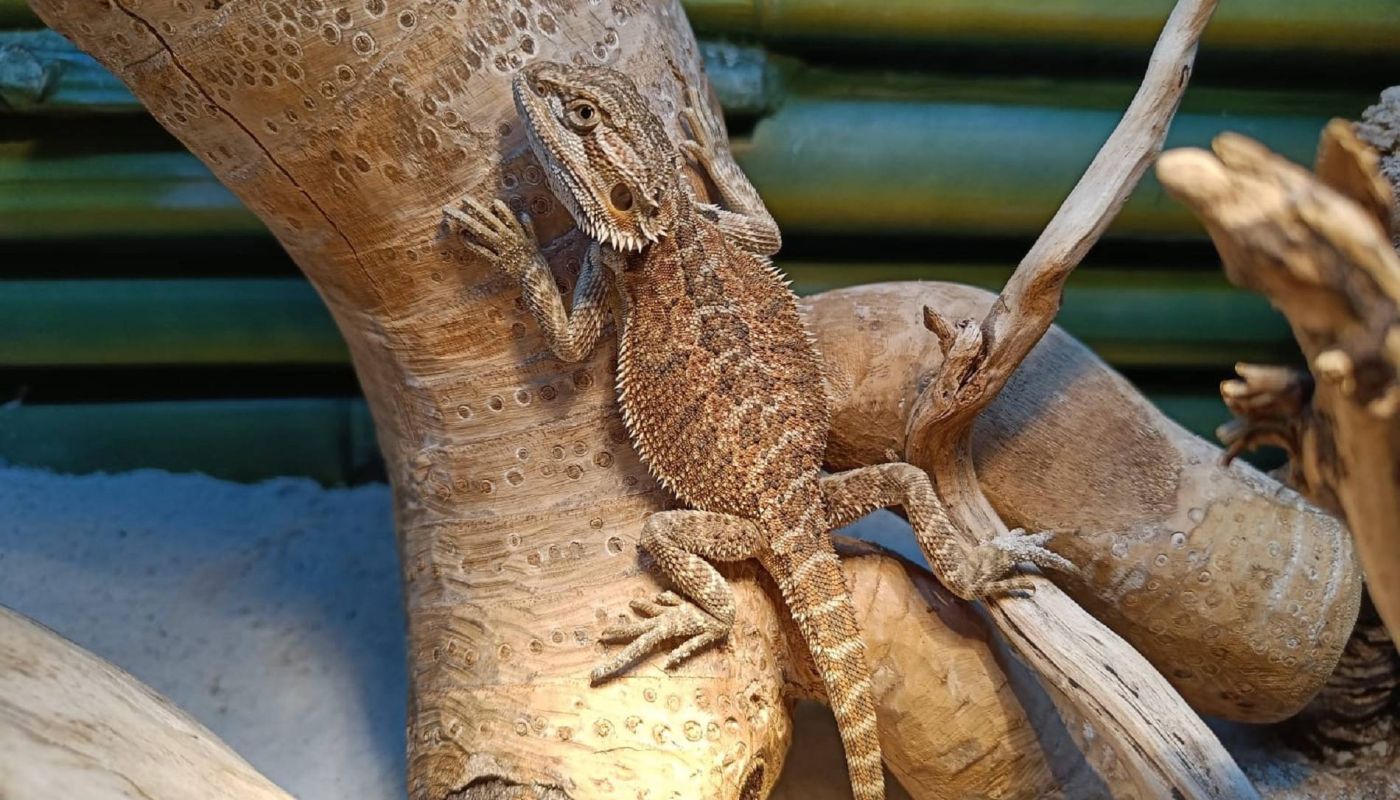 Chameleon auf Ast