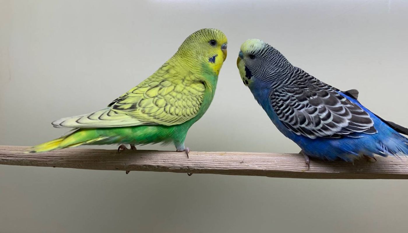 2 Vögel schauen sich an