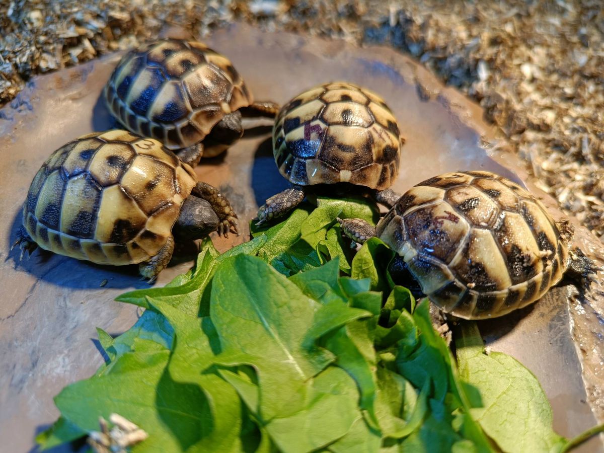Schildkröten