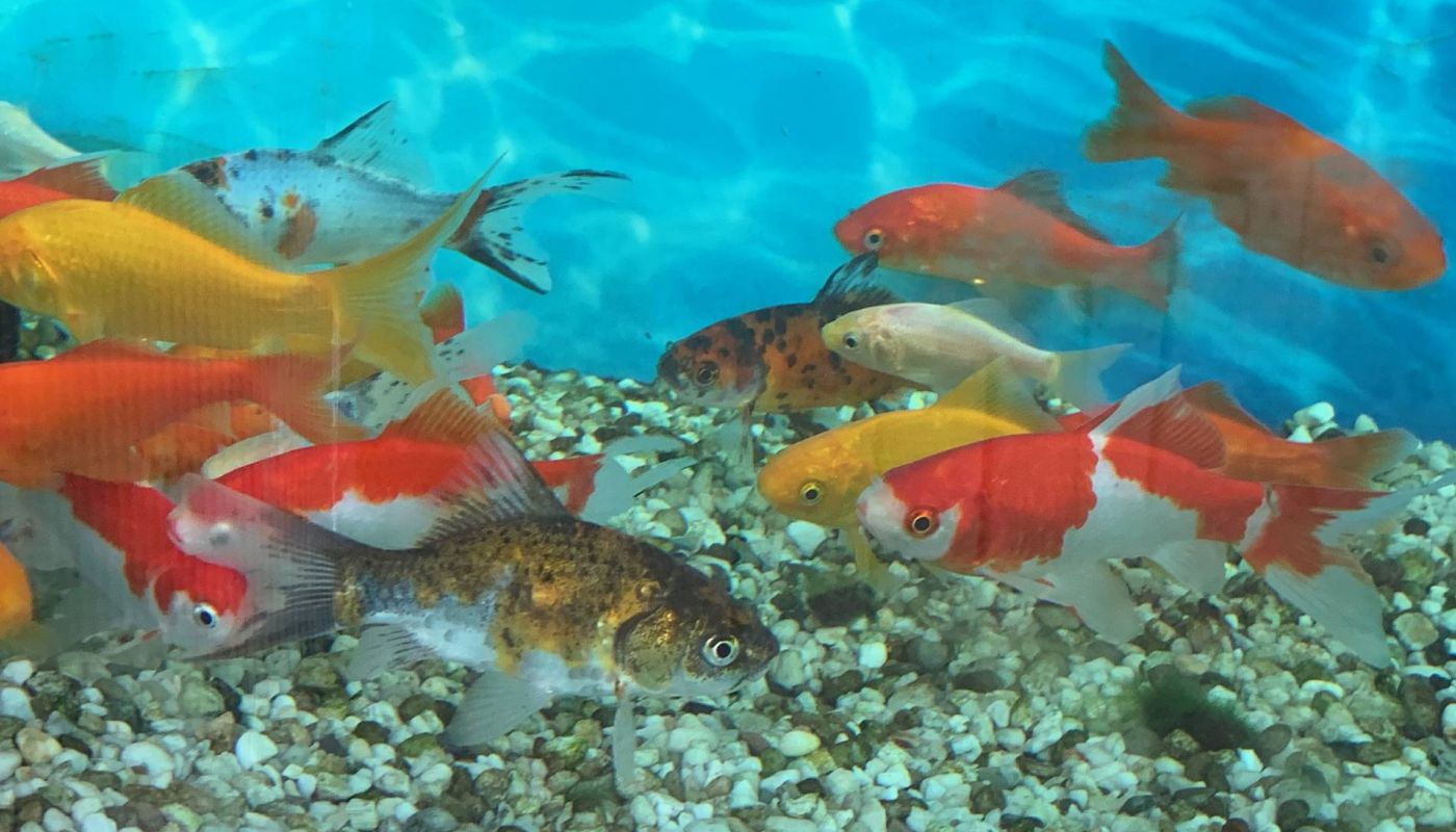verschiedene Fische im Wasser