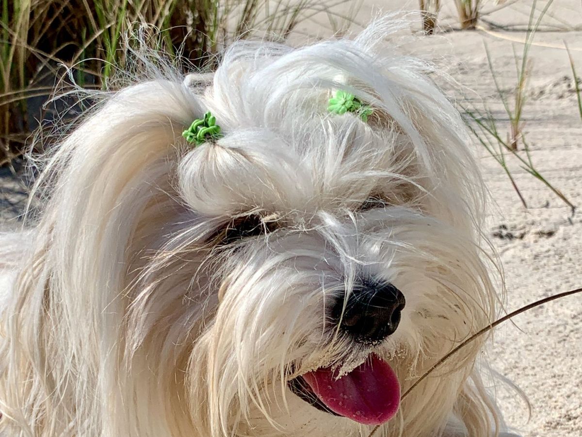 Bild vom Hund