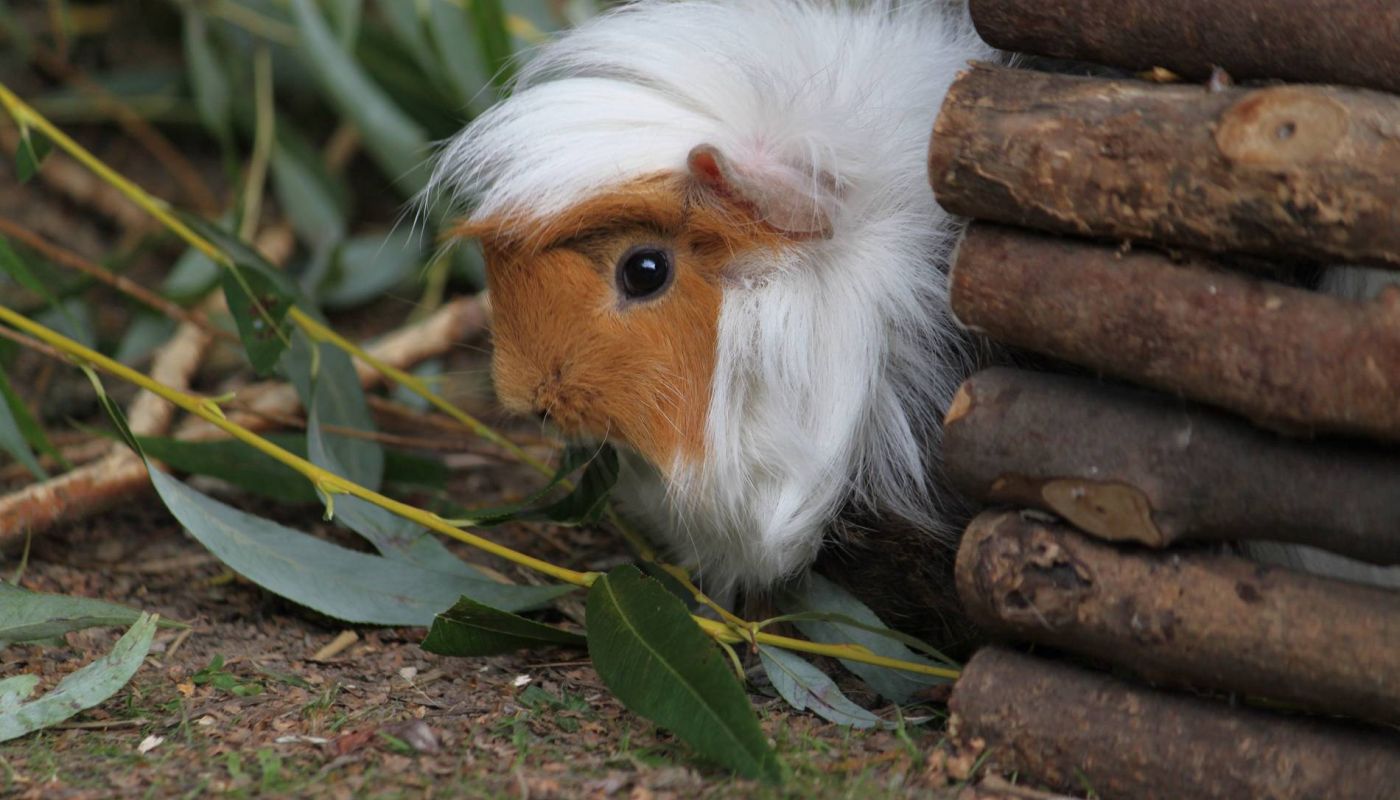 Hamster