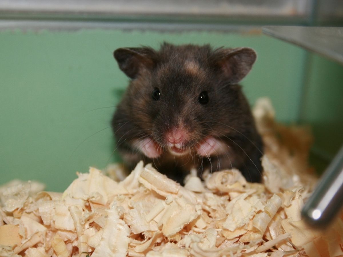 Hamster im Käfig