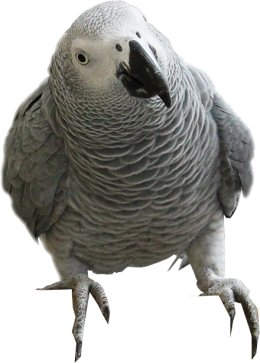 Papagai Jacko auf Ast