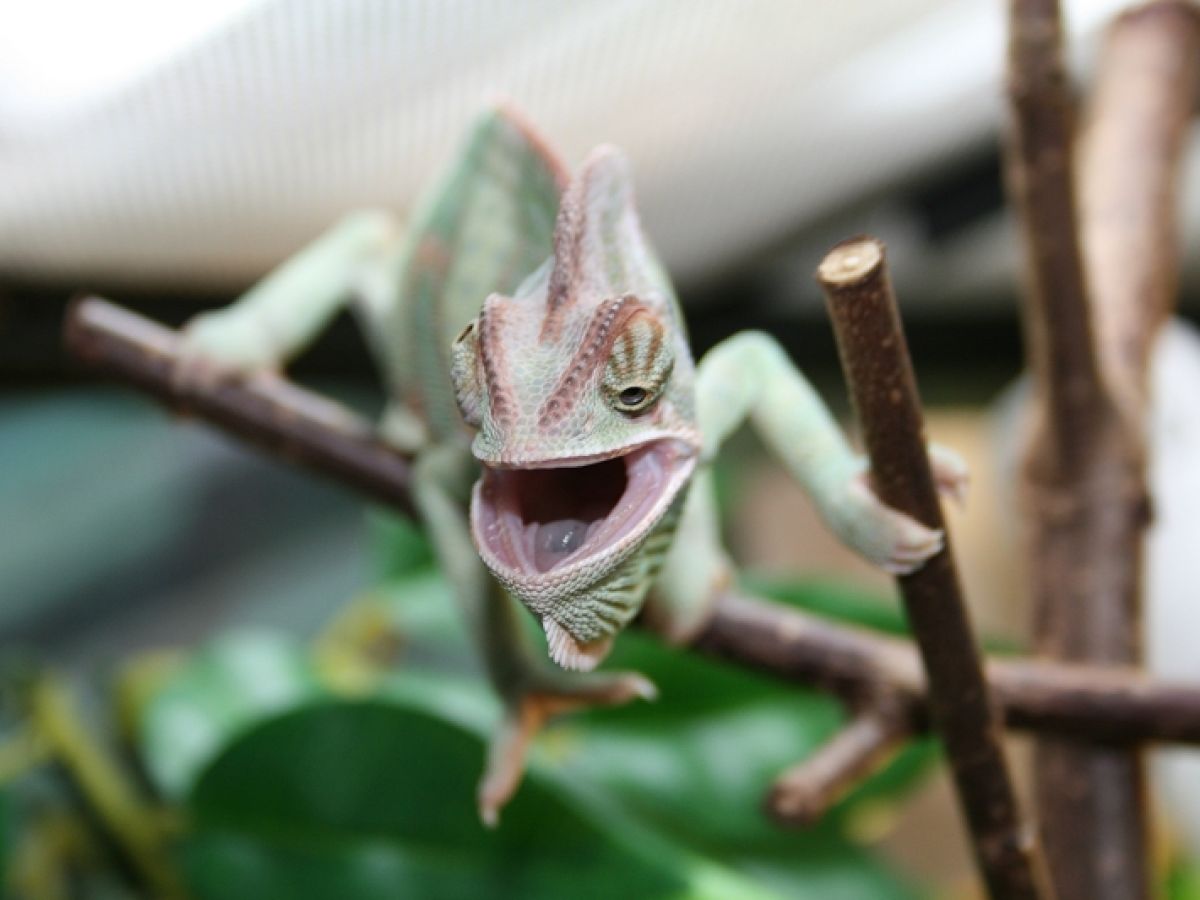Chameleon auf Ast